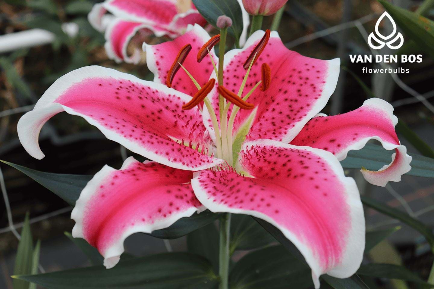 Starfighter® (Oriental) - Lily - Van den Bos Flowerbulbs